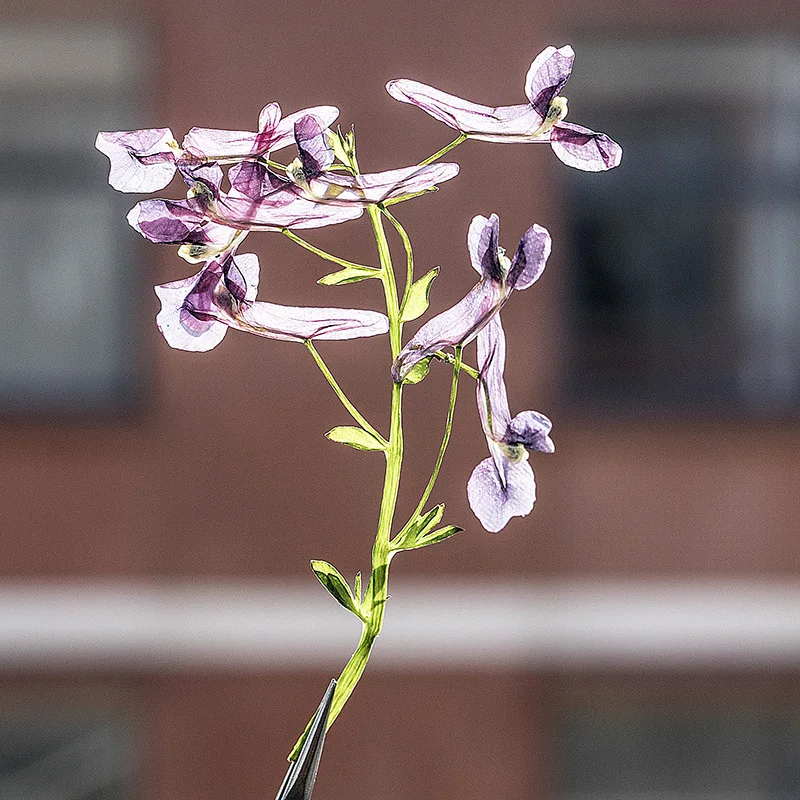 Préselt, Szárított Corydalis decumbens Virág, Száraz Növények, Nyaklánc Készítése Kézműves DIY Tartozékok Mesterséges Virág Dekoráció 24Pcs Kép 3
